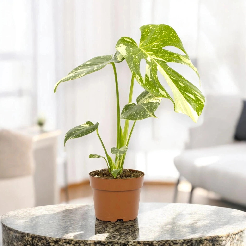 Gardenaria Monstera deliciosa 'Thai Constellation' - Pianta da interno ornamentale Altezza: 40 cm (vaso 15)