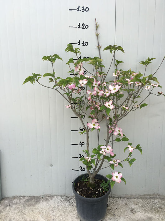 Pianta di Cornus Florida Rubra vaso 24 cm