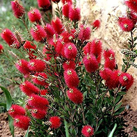 Pianta di Callistemon pink vaso 24cm