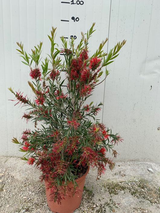 Pianta di Callistemon pink vaso 24cm