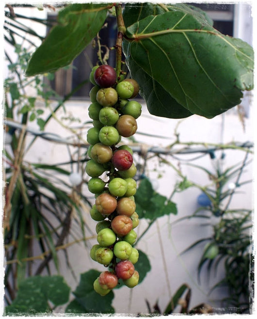 Pianta di Coccoloba uvifera