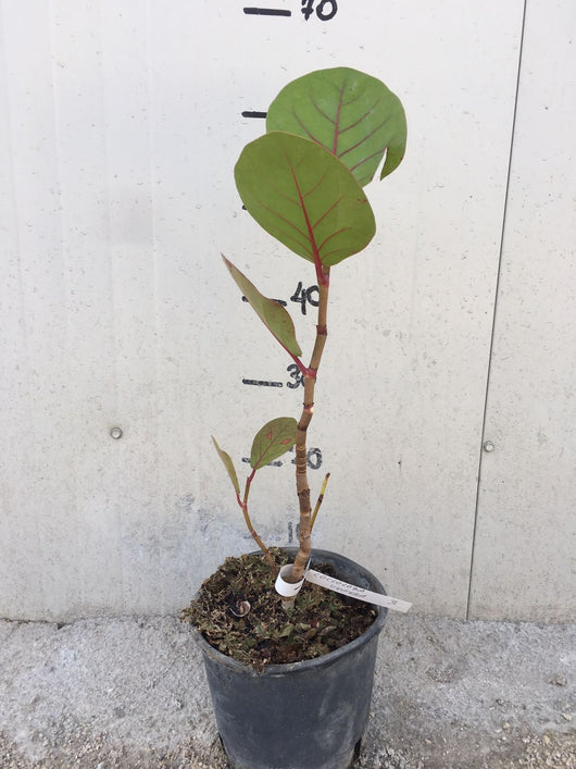 Pianta di Coccoloba uvifera