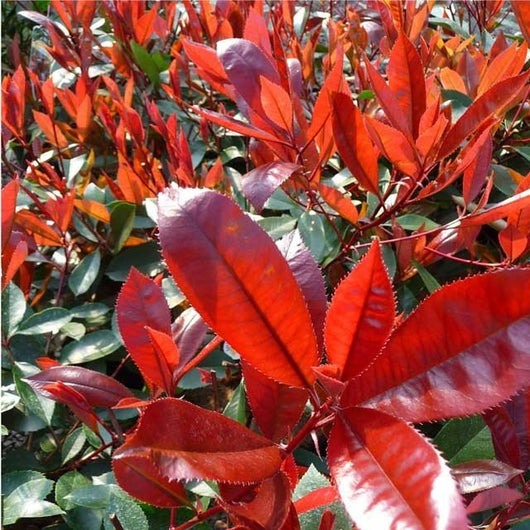 Photinia x Fraseri Little Red (Photinia Nana) vaso 18cm