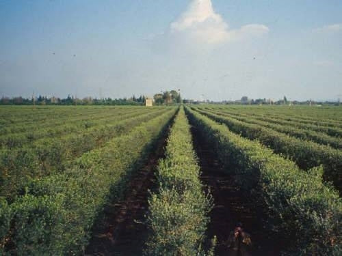 Pianta di ulivo Cipressino piante di ulivo foto reali H 180cm