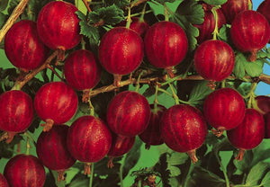 Pianta di uva spina rossa vaso 18 cm foto reali  frutti di bosco vaso 18cm