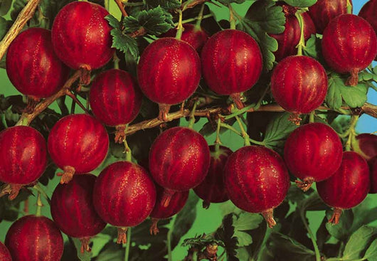 Pianta di uva spina rossa vaso 18 cm foto reali  frutti di bosco vaso 18cm