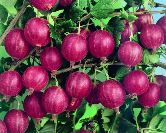 Pianta di uva spina rossa vaso 18 cm foto reali  frutti di bosco vaso 18cm