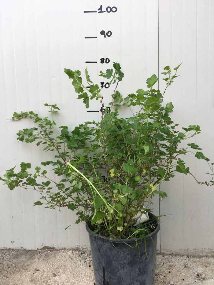 Pianta di uva spina rossa vaso 18 cm foto reali  frutti di bosco vaso 18cm