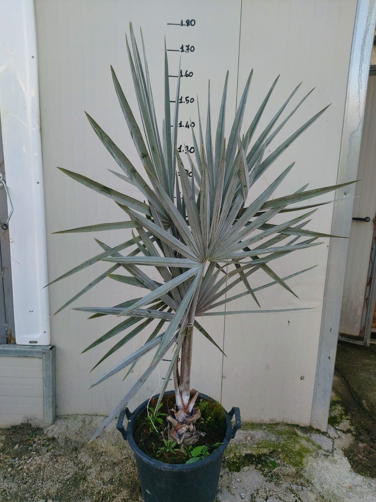 Bismarckia nobilis - Bismarkia nobilis