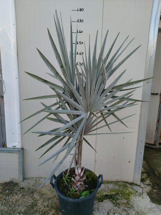 Bismarckia nobilis - Bismarkia nobilis vaso 26cm H 130cm