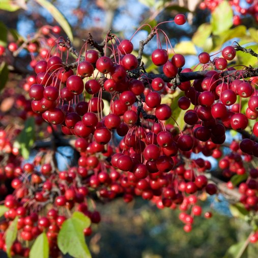 Pianta di Aronia Arbutifolia “Brilliant” foto reali  H 80cm piccoli frutti