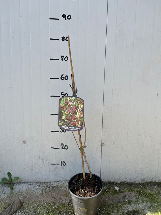 Pianta di Aronia Arbutifolia “Brilliant” foto reali  H 80cm piccoli frutti