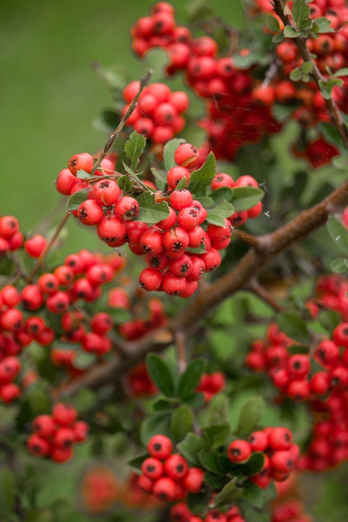 CRATAEGUS PYRACANTHA RED BERRIES (AGAZZINO) VASO 24