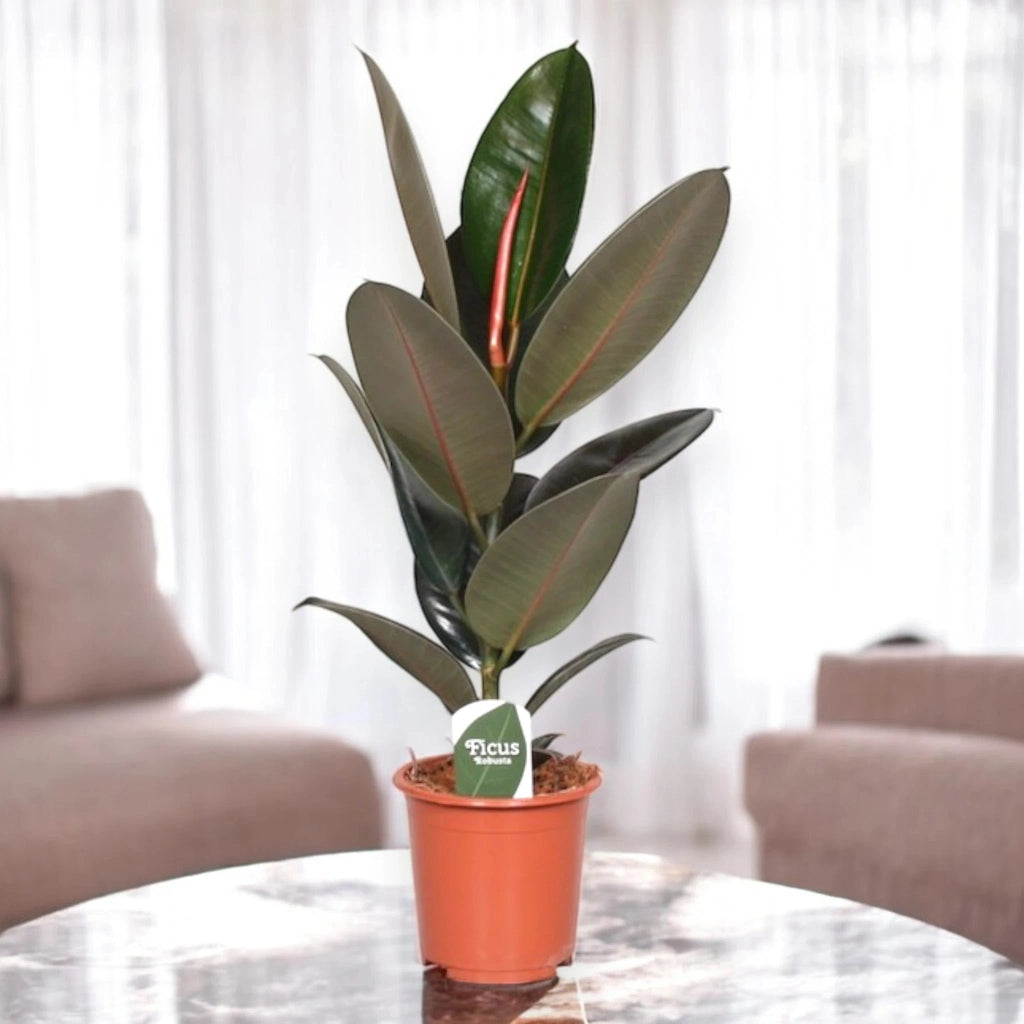 Gardenaria Ficus elastica 'Abidjan' - Pianta da interno ornamentale Altezza: 120/150cm (vaso 22)