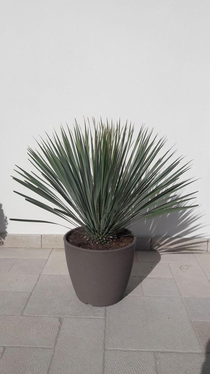 Yucca Rostrata vaso 40cm H 80cm foto reali vaso incluso  piante grasse