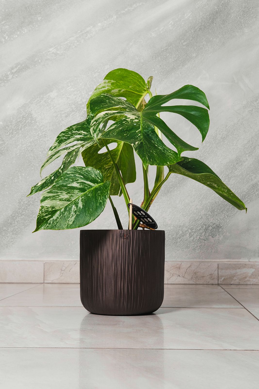 Monstera deliciosa Albo Variegata pianta rara vaso 15cm H 50cm