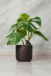 Monstera deliciosa Albo Variegata pianta rara vaso 15cm H 50cm