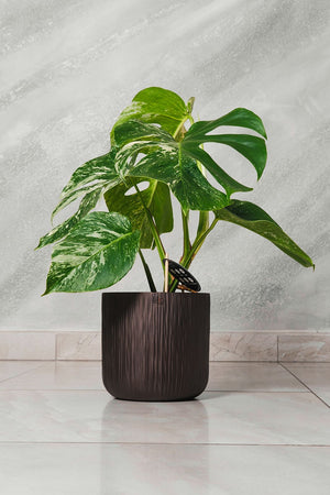 Monstera deliciosa Albo Variegata pianta rara vaso 15cm H 50cm
