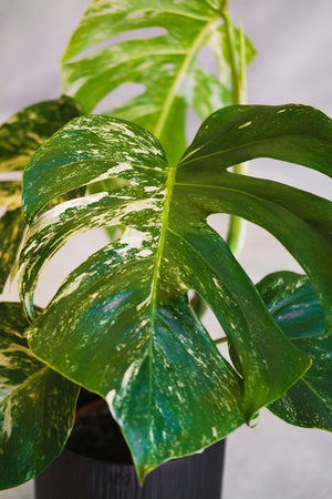 Monstera deliciosa Albo Variegata pianta rara vaso 15cm H 50cm