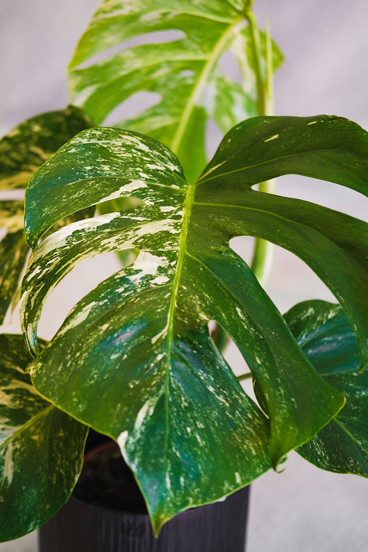 Monstera deliciosa Albo Variegata pianta rara vaso 15cm H 50cm