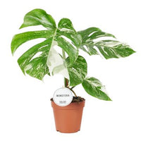 Monstera deliciosa Albo Variegata pianta rara vaso 15cm H 50cm