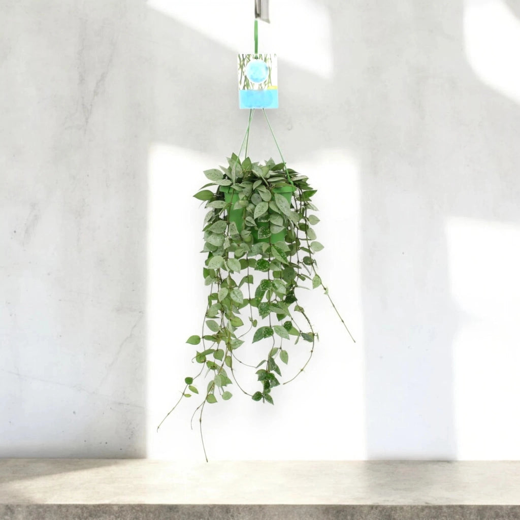 Gardenaria Hoya krohniana 'Eskimo' - Pianta da interno ornamentale Altezza: 15 cm (vaso 12)