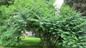 Decaisnea fargesii, pianta di fagiolo blu, pianta delle dita blu foto reali