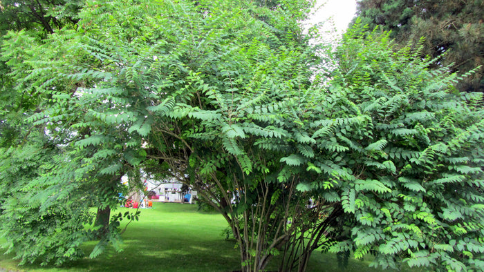Decaisnea fargesii, pianta di fagiolo blu, pianta delle dita blu foto reali