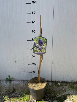 Decaisnea fargesii, pianta di fagiolo blu, pianta delle dita blu foto reali