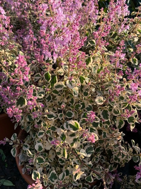 Pianta di hemizygia candy kisses vaso 18cm foto reali pianta da fiori foto reali