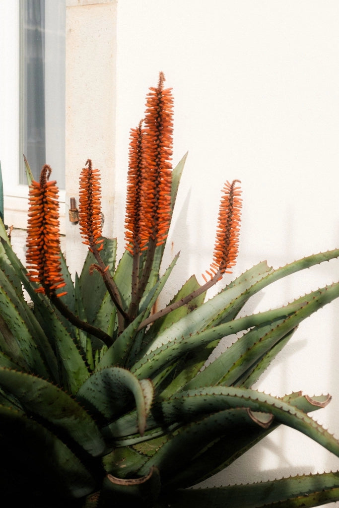 Aloe Ferox Feroce Vaso 24 cm Succulenta Arborescente a Rosetta