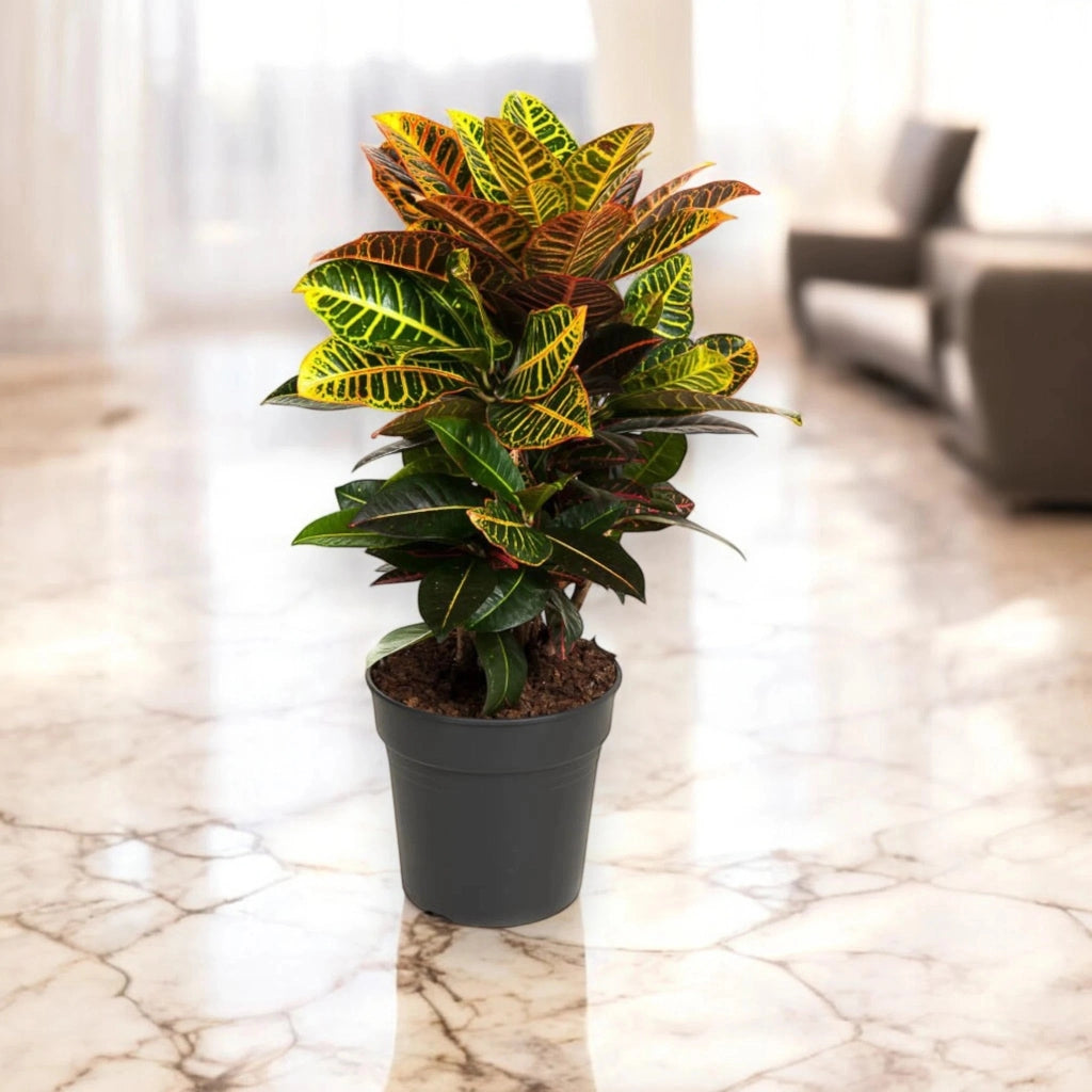 Gardenaria Codiaeum variegatum 'Petra' - Pianta da interno ornamentale Altezza: 50 cm (vaso 17)