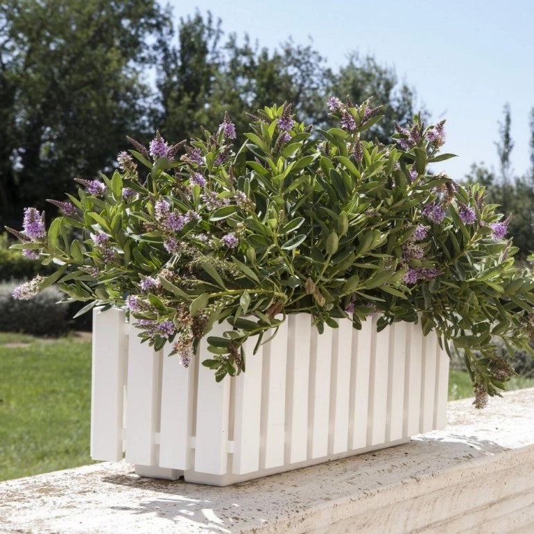 Vaso FENCY SMART 50x18,5x17 cm, con sistema di auto-irrigazione