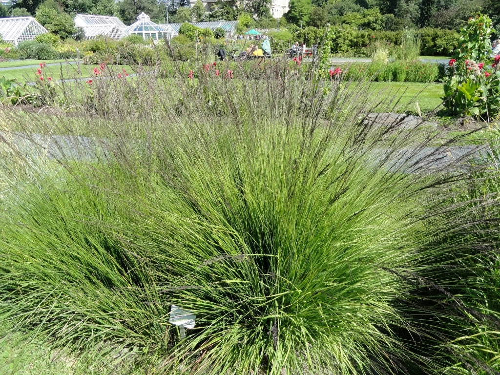 Gardenaria Molinia caerulea 'Heidebraut' - Graminacea ornamentale da esterno Altezza: 60 cm (vaso 17)