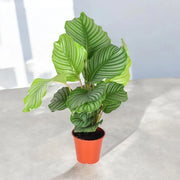 Gardenaria Calathea orbifolia - Pianta da interno ornamentale Altezza: 65 cm (vaso 19)