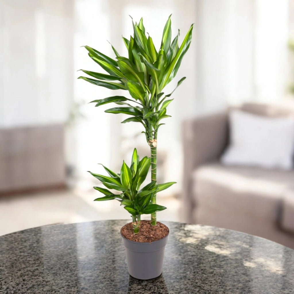 Gardenaria Dracaena fragrans 'Cintho' - Pianta da interno ornamentale Altezza: 100 cm (vaso 19)