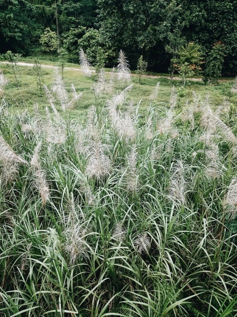 MISCANTHUS LADY RED (EULALIA) VASO 24
