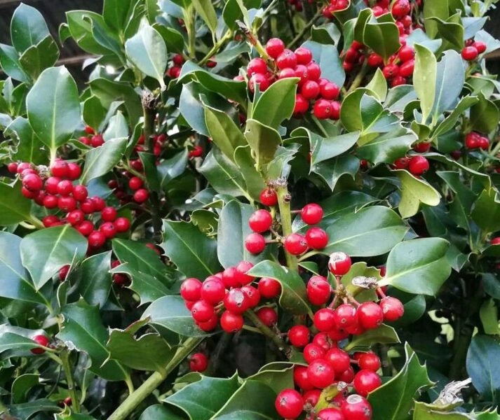 Ilex Aquifolium Agrifoglio a piramide h 100 cm foto reale