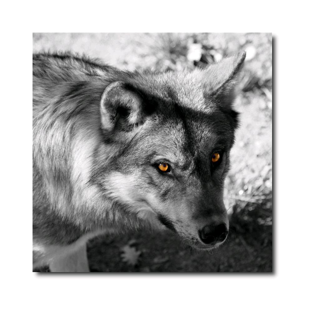 Canvas Stampato Alta risoluzione 70x70 cm LUPO Telaio in Legno Tela in cotone