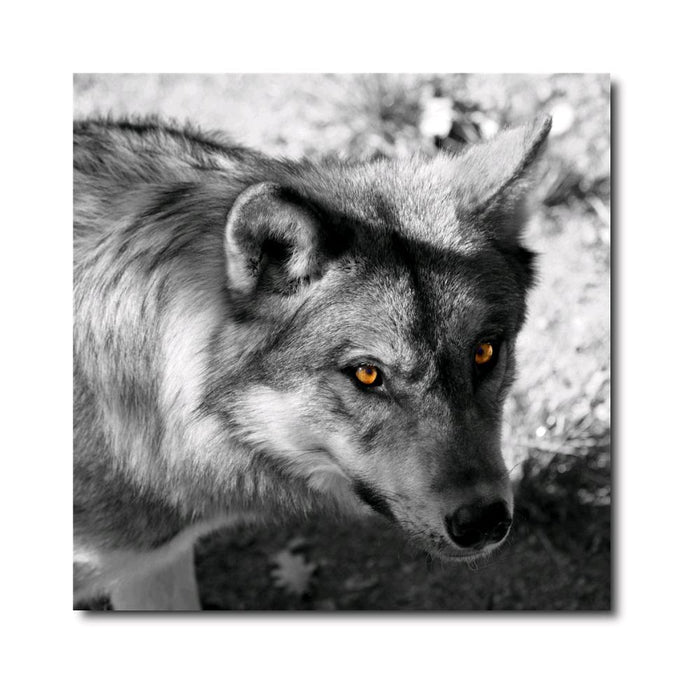 Canvas Stampato Alta risoluzione 70x70 cm LUPO Telaio in Legno Tela in cotone