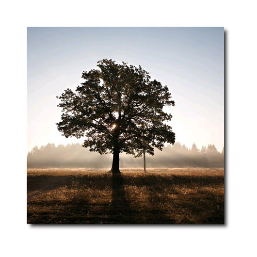 Canvas Stampato Alta risoluzione 70x70 cm ALBERO Telaio in Legno Tela in cotone
