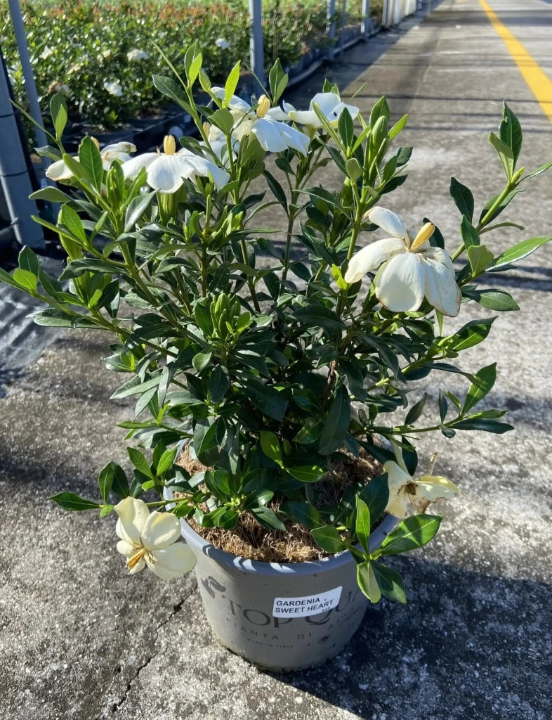 Gardenaria Gardenia jasminoides 'Sweet Heart' - Arbusto ornamentale da giardino Altezza: 40/50 cm (vaso19)