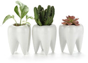 Set di 3 Mini vasi per piante in ceramica a forma di dente, bianchi, ideali per cactus, vasi per fiori per giardino, ufficio, bureau, decorazione, pen holder, regalo creativo per compleanni, matrimoni, Natale.