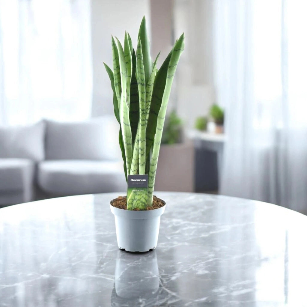 Gardenaria Sansevieria trifasciata 'Spearmint' - Pianta da interno ornamentale Altezza: 55 cm (vaso 14)