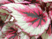 Gardenaria Begonia rex 'Evening glow' - Pianta da interno ornamentale Altezza: 22 cm (vaso 12)