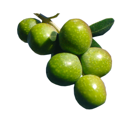 Pianta di Olivo Favolosa FS-17 Certificata ulivo Favolosa H 140 cm