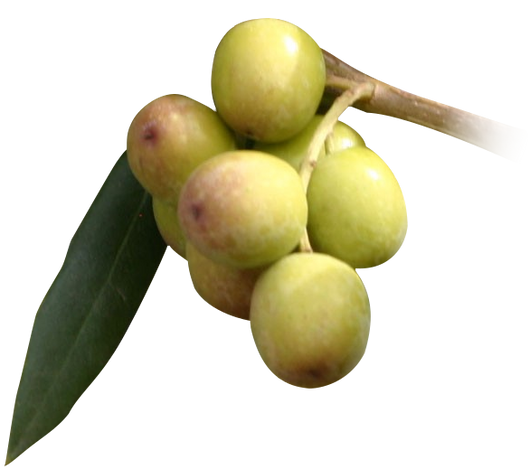 Pianta di Olivo Arbequina Certificata ulivo arbequina H 140 cm