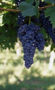 10 BARBATELLE DI VITE INNESTATE IN VARIETA' UVA DA VINO CERTIFICATE RADICE NUDA varietà: Sangiovese