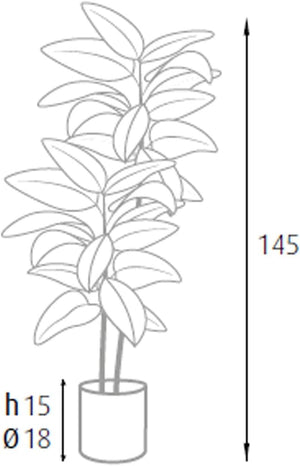 P2150544 - Pianta Ficus Elastica 54 foglie