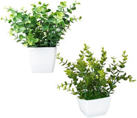 Piantine Artificiali Set 2 Pz In Scatola Trasparente Di Acetato King Home 